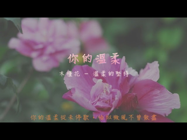 【你的溫柔 Your Tenderness】木槿花 - 溫柔的堅持, 抒情, 平靜, 純鋼琴