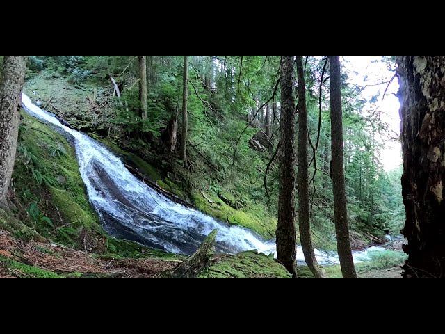 Carbon River Nature Trail