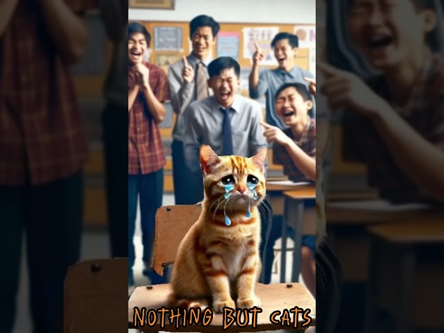 Very Lonely Cat Being Bullied At School 🙀 Sad Tale About Loneliness 🐾 A Cat Story 💕Nothing But Cats!