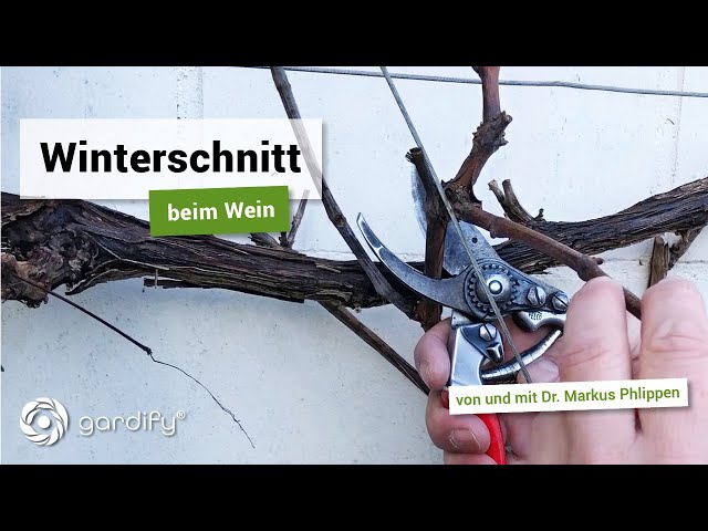 Winterschnitt beim Wein | Weinreben richtig schneiden | gardify Tipps