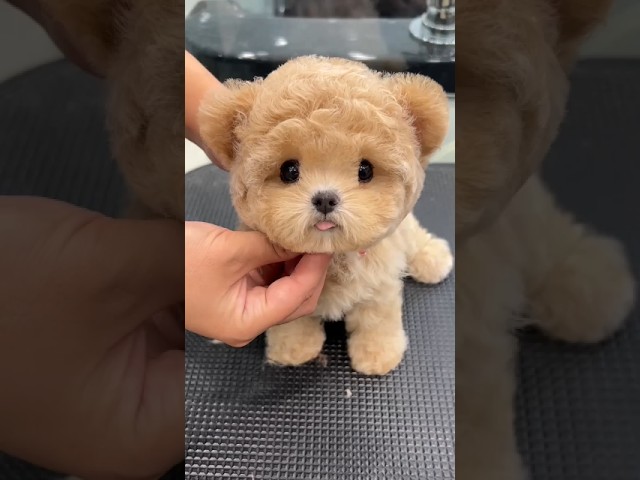 teacup dog breeds / teacup puppies🐕 #shorts #dog #toys #cute #puppy #cutepuppy #cutepup #puppyvideos