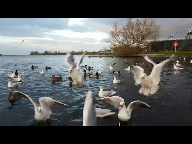 🇮🇪🦢 SO MANY HUNGRY MALLARD DUCKS🦆GULLS🕊KINNEGO MARINA IRELAND🇮🇪LIKE👍subscribe🙏FULL video IN site😇Zen