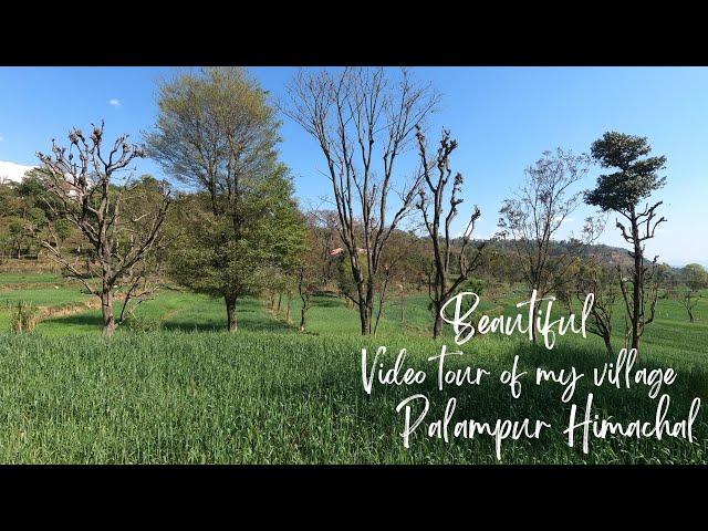 Video Tour Of My Village Palampur Himachal | Most Beautiful Offbeat Destination In Kangra Himachal