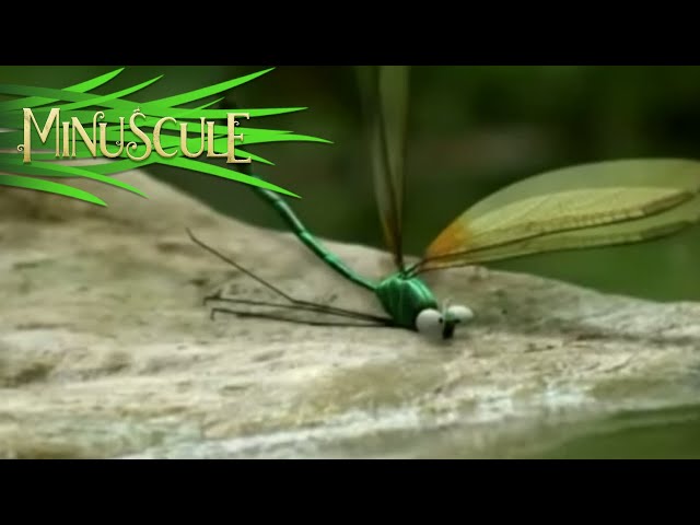 Minuscule - Best Of Chase / Best Of Course-Poursuite