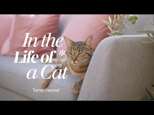 TAMA’s World - In the Life of a Cat