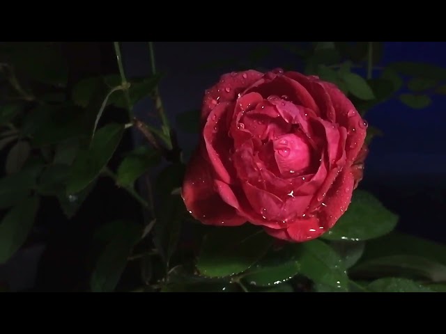 10 HOURS of Peaceful Rainfall, No Thunder, on a Beautiful Rose: Fall Asleep Instantly and Meditate