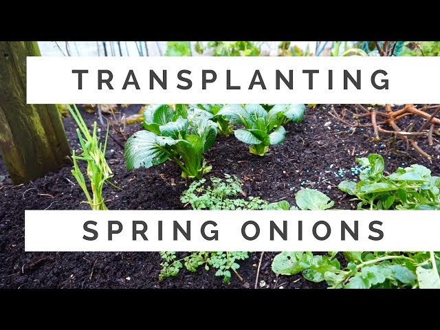 Transplanting Spring Onions