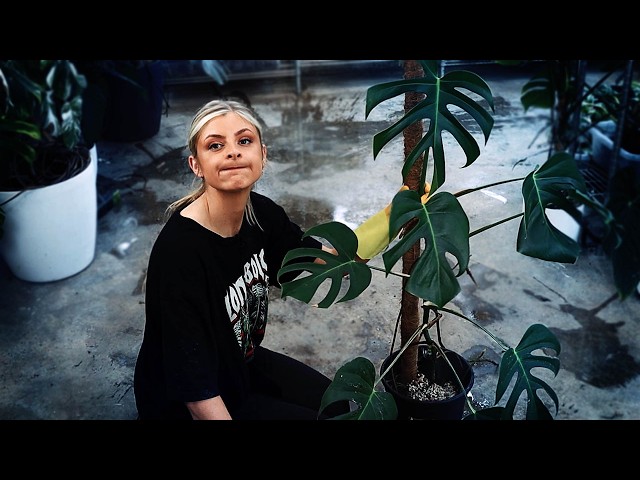 Repotting my Monstera brazil common form while trying not to choke