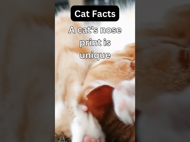 Cat Facts #CatLife #FunnyCats #CatsOfYouTube #Purrfection #MeowMoments #FelineFun #cutecats #cats