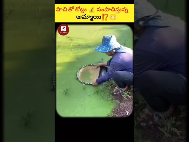 🤯 పాచితో కోట్లు సంపాదిస్తున్న మహిళ 😳|Women Harvesting Algie|🔥 intresting facts in telugu|#shorts