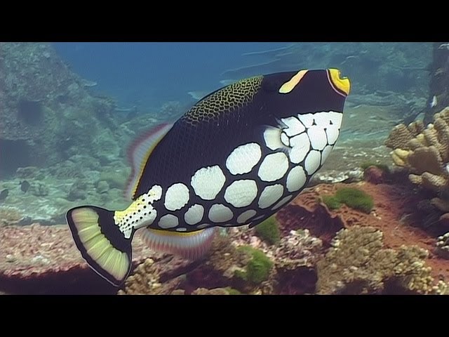 Filefish & Triggerfishes - Reef Life of the Andaman - Part 12