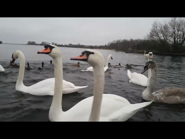 🇮🇪🦢 MUTE SWANS🦢CYGNETS😍MALLARD DUCKS🦆KINNEGO MARINA IRELAND🇮🇪LIKE👍subscribe🙏FULL video IN site😇Relax