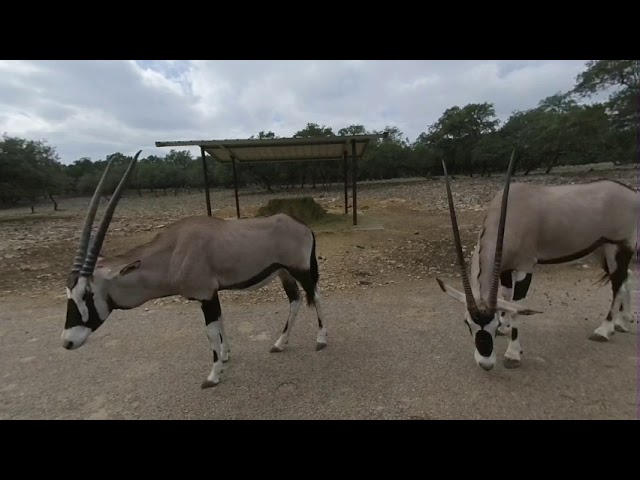 VR180 3D - Gemsbok at Natural Bridge Wildlife Park San Antonio Texas