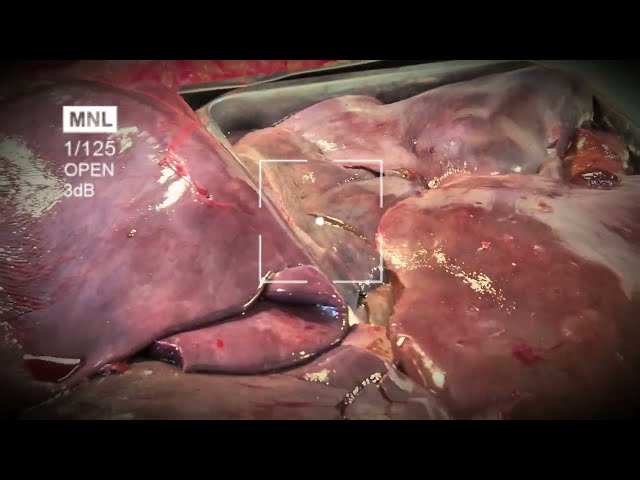 Illegal Market EXPOSED Shocking Footage of Animal Organs for Sale