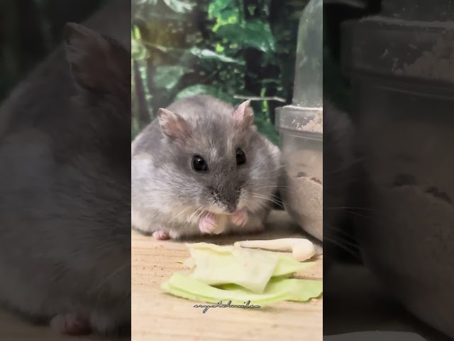 Eating Cabbages | Winter White Hamster #CM_o8o1