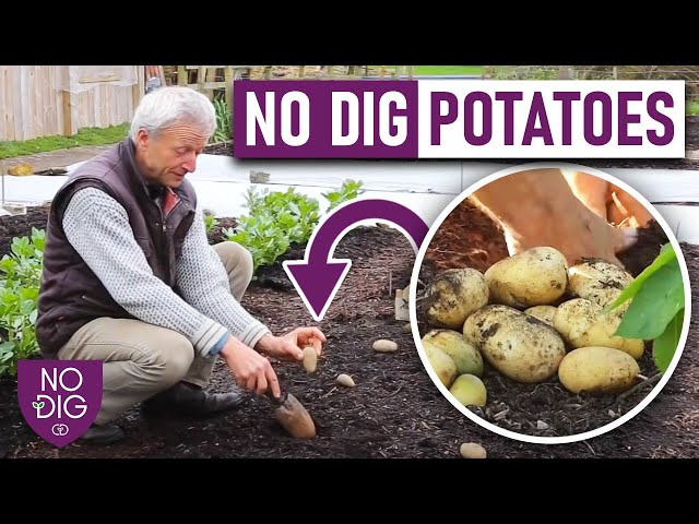 No dig Potato Gardening: Expert Tips from Charles Dowding