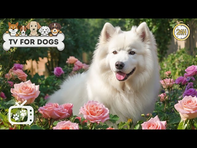 Dog TV: Entertainment for Dogs with Relaxing Music & Best Calming Videos for Dogs at Home Alone