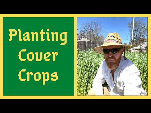 The Time Is NOW For Planting Cover Crops - A Full Year Example From Seed To Harvest