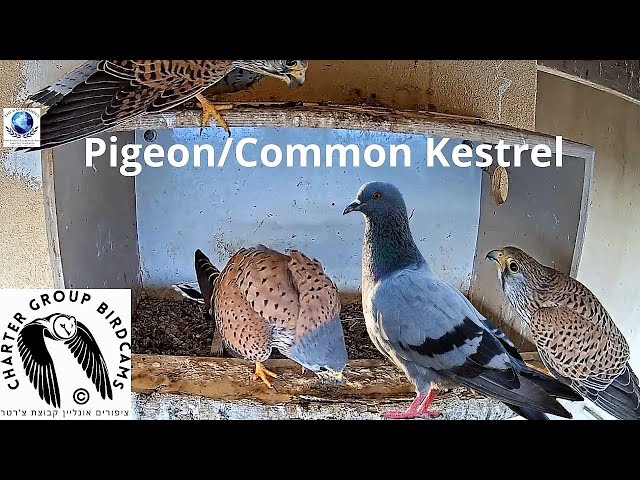 LIVE Pigeon/Common Kestrel Israel CAM| GAIA Project WBAIS|Charter Group of Wildlife Ecology