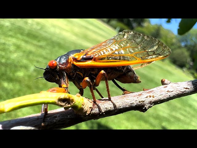 Brood XIII 17-year Pharaoh Periodical Cicada ovipositing (White Oak) [HD]