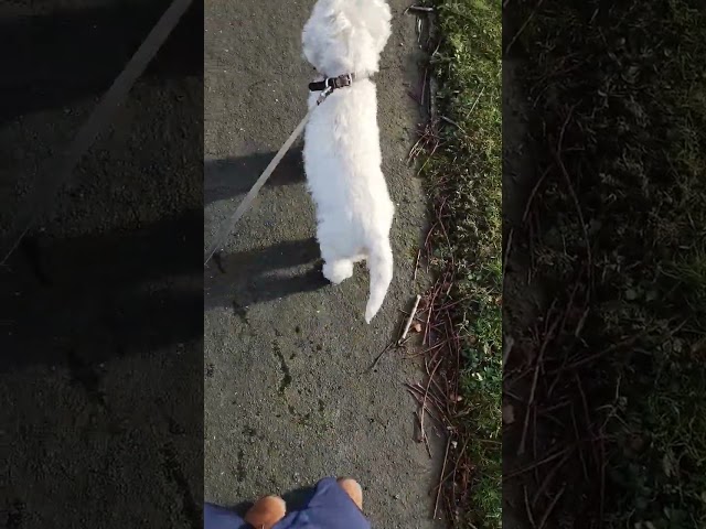 Walk with 15 YO Westie #westieterrier #westies #westhighlandterrier #woof #dogshorts #olddogs #dogs