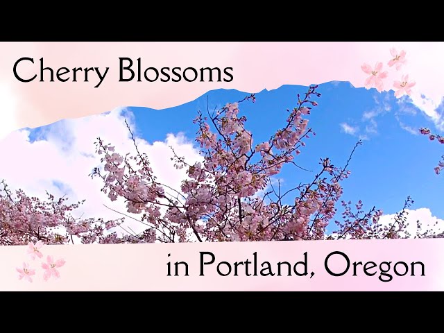 Cherry Blossoms in Portland, OR - VR 180 - Spatial Audio