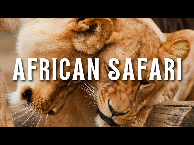 Wild African Safari Adventure In 4K