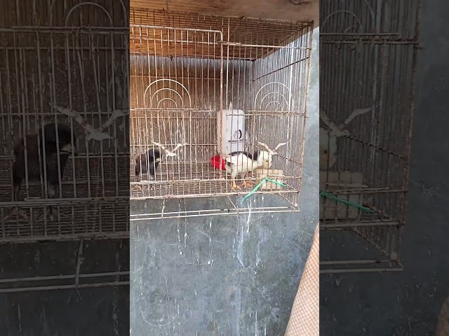 Hari ke 7 pertumbuhan perkembangan ayam Bangkok x Mangon