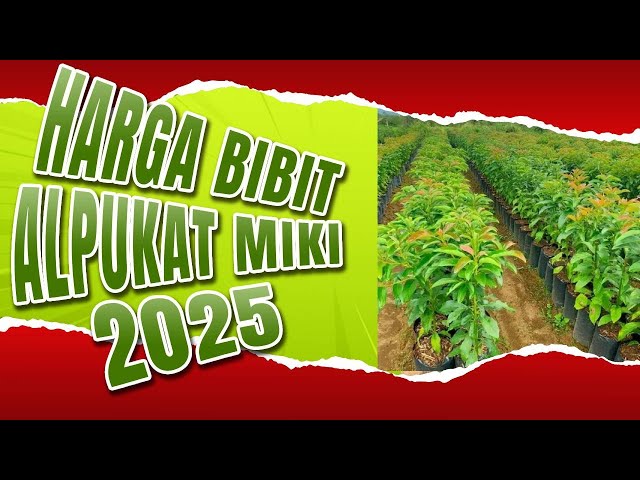 Harga Bibit Alpukat Miki 1 Meter Up (2025) ❗