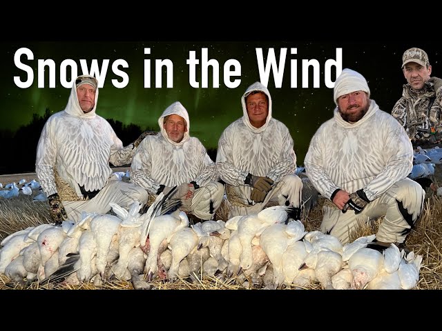 Hired to Hunt - Snows in the Wind - Alberta Goose Hunt@Cabela-s #huntongaro  @Benelli_USA