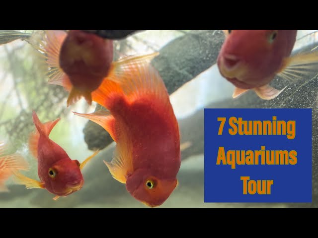 Meet My 7 Aquariums! 🐟🌿 | A Tour of My Aquatic World