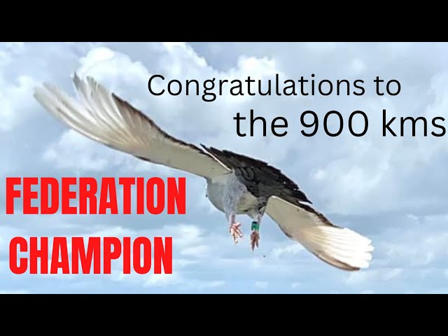 A BIG congratulations to the 900 kms FEDERATION CHAMPION 🏆💪A story of where his bird originated.