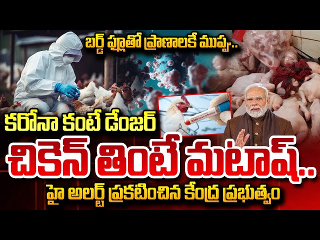 🔴LIVE : Central Govt Alert to States Over Bird Flu | కరోనా కంటే డేంజర్..చికెన్ తింటే మటాష్ | Modi