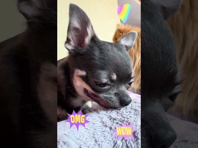 Boris chihuahua dog #dog #dogs #dog videos #cute dogs