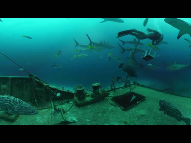 360 video of the sharks and amazing huge fishes 4K