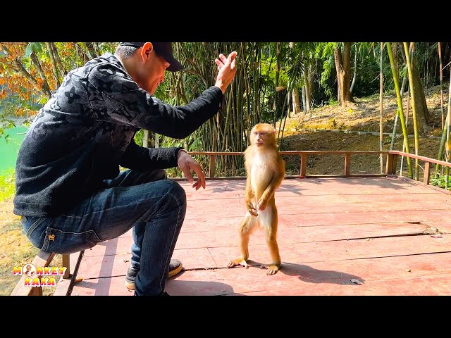 So Cute! Monkey Kaka is happy to play with her father's friend