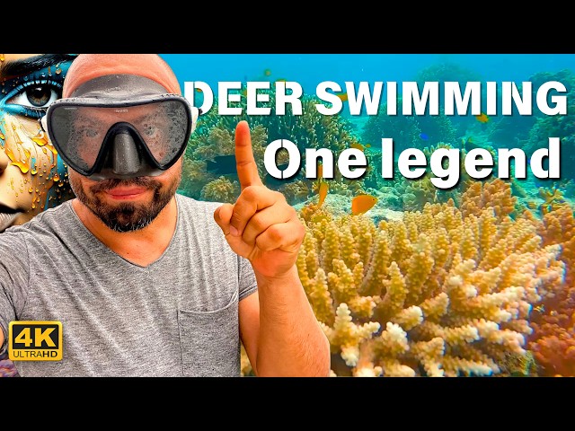 Menjangan Island with Captain German Exploring. Deer Swims, Bali Starling and Wonderful Nature in 4K