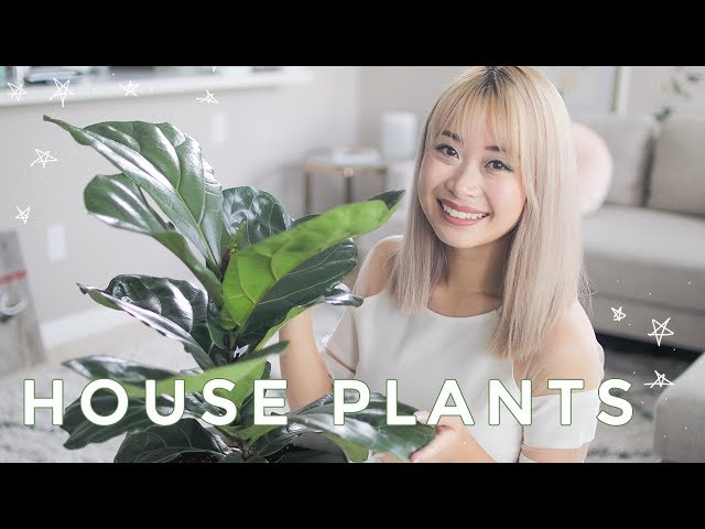 Best Indoor Plants | Cute House Plants That Clean The Air 🌿