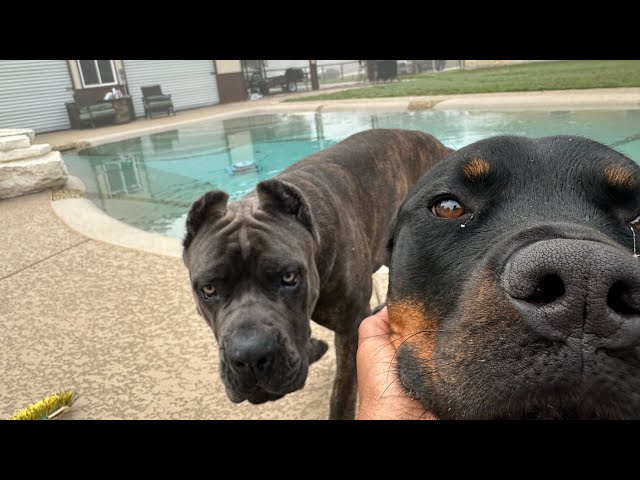 Rottweiler, Cane Corso, and Puggle walk into a bar…