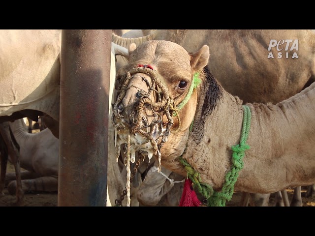 ضرب وسوء معاملة ضد الحيوانات في واحدة من عجائب الدنيا السبع في العالم