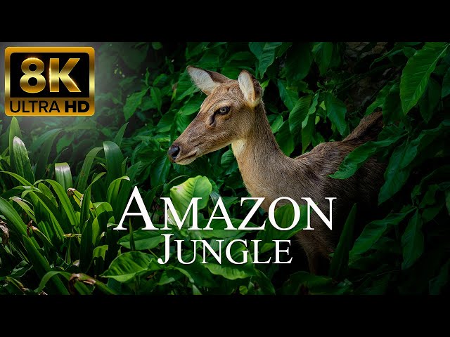 Amazon Jungle 8K ULTRA HD | Wild Animals of Rainforest | Relaxation Film