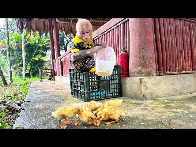 Bibi listens to Dad and takes care of the ducklings!