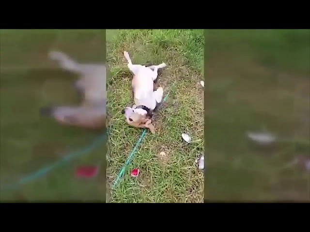 GUILTY DOG COMPILATION - JC SAM TV