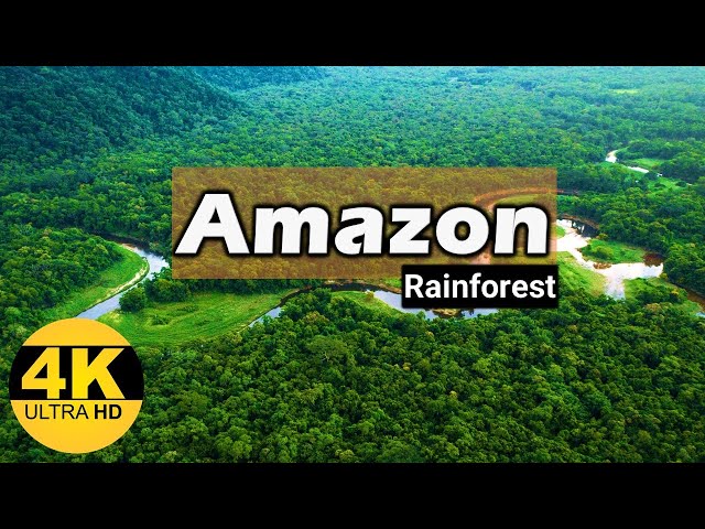 Amazon Rainforest Beauty Relaxation Film | Relaxing Music With Beautiful Nature Scenes Video