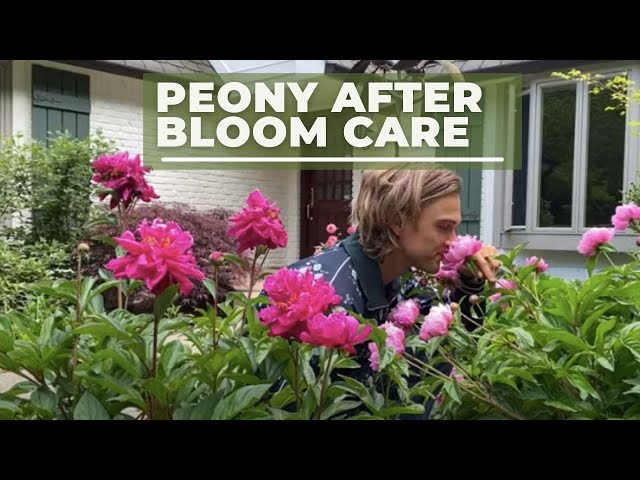 Peony After Bloom Care // SUB SPANISH