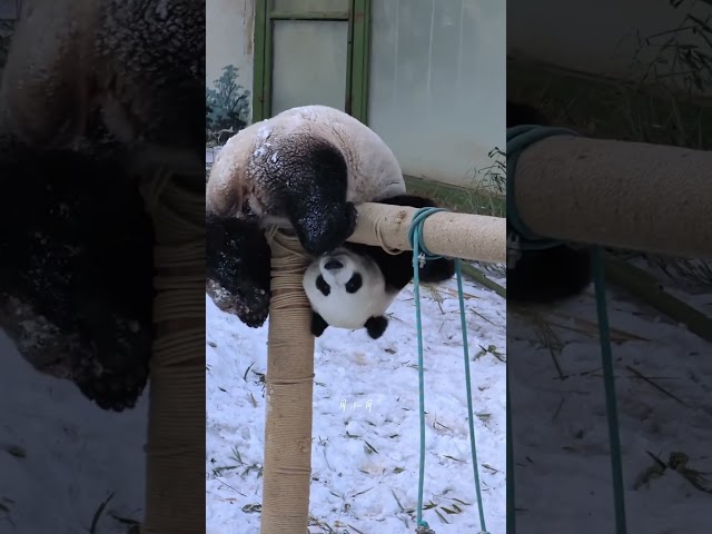 Panda Chaos! Rolling, Wrestling & Climbing Nonstop! 🐼😂 #shorts  #panda #adorablepanda #pandalife