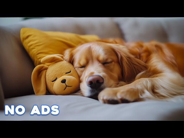 12 Hours Calming Dog Music🎵💖Relaxing Soothing Music for Dogs🐶🎵Anti Separation anxiety relief music