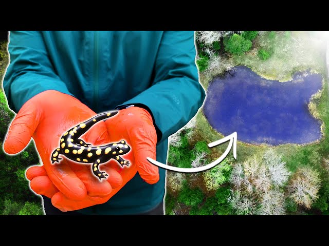 I Explored my Wildlife Ponds - here's what i found