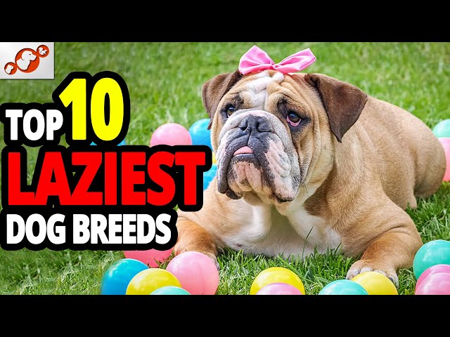 🐕 Lazy Dogs - TOP 10 Laziest Dog Breeds In The World!