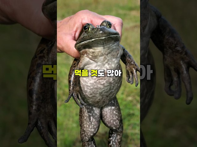 토종 생물에게 몰살당한 생태계교란종 2마리